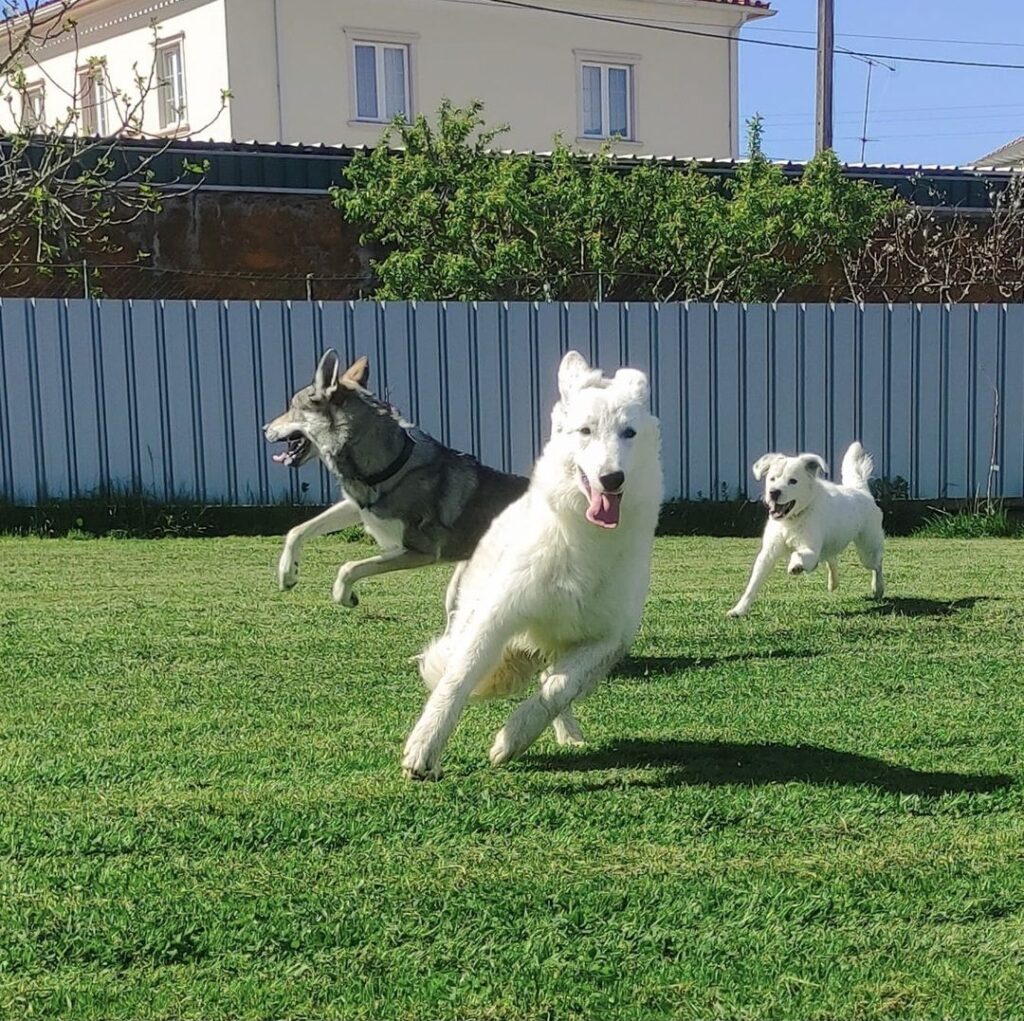 Grupo de cães a brincar