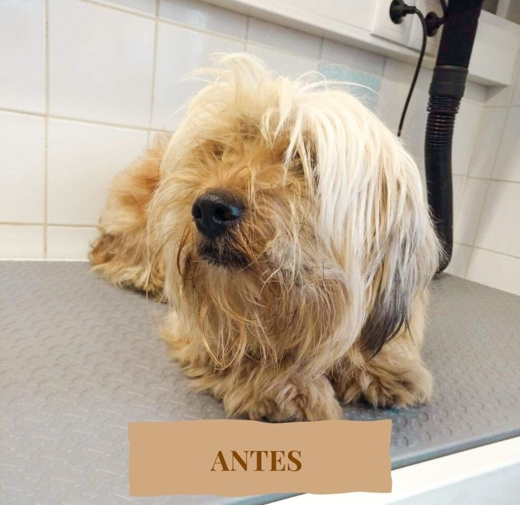 Grooming Antes