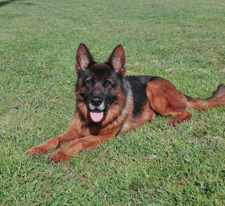 Pastor e Suplementos